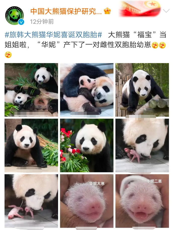 福宝当姐姐了!爱宝成功诞下一对儿双胞胎姐妹花!支持熊猫自然繁育！韩国爱宝乐园真心