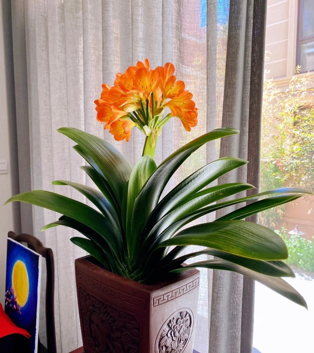 超级喜欢君子兰！
用它当年宵花，喜庆又文雅！
一次开花多半年！超级美！
想要君子