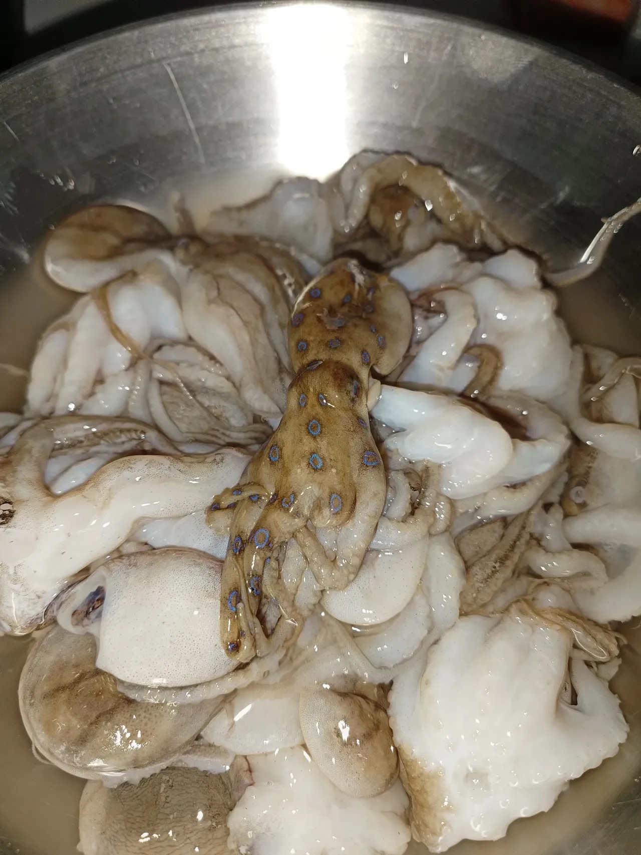 真没开玩笑 真买到蓝环章鱼了
真好，又活了一天。
在它被下锅前一分钟，我鬼使神差