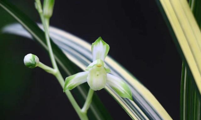 二十万一苗的兰花，了解一下！




