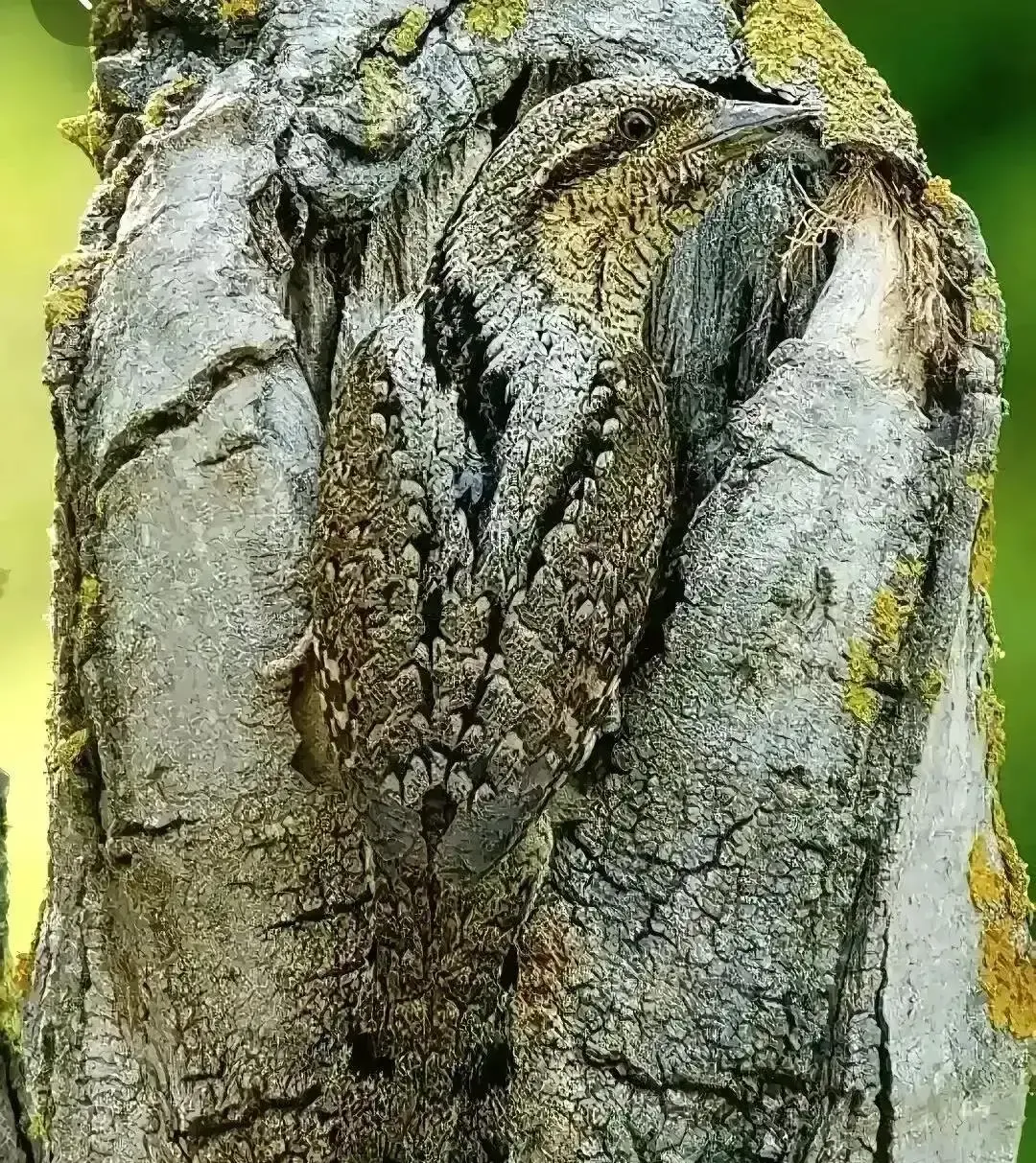 考考你的眼力
图中有两只动物
仔细看看它们在哪里
能够很快找到说明你的大脑还年轻