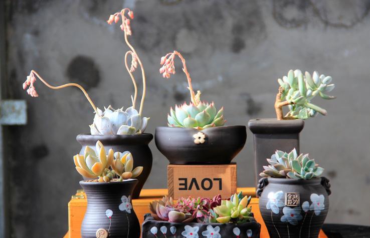 多肉烂根是最让人头疼的，浇水并不多，好多花友明明浇水并不多，但还是逃脱不了烂根的