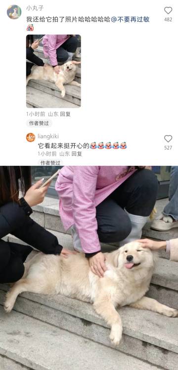 太好笑了，丢了的狗子自己跑进985