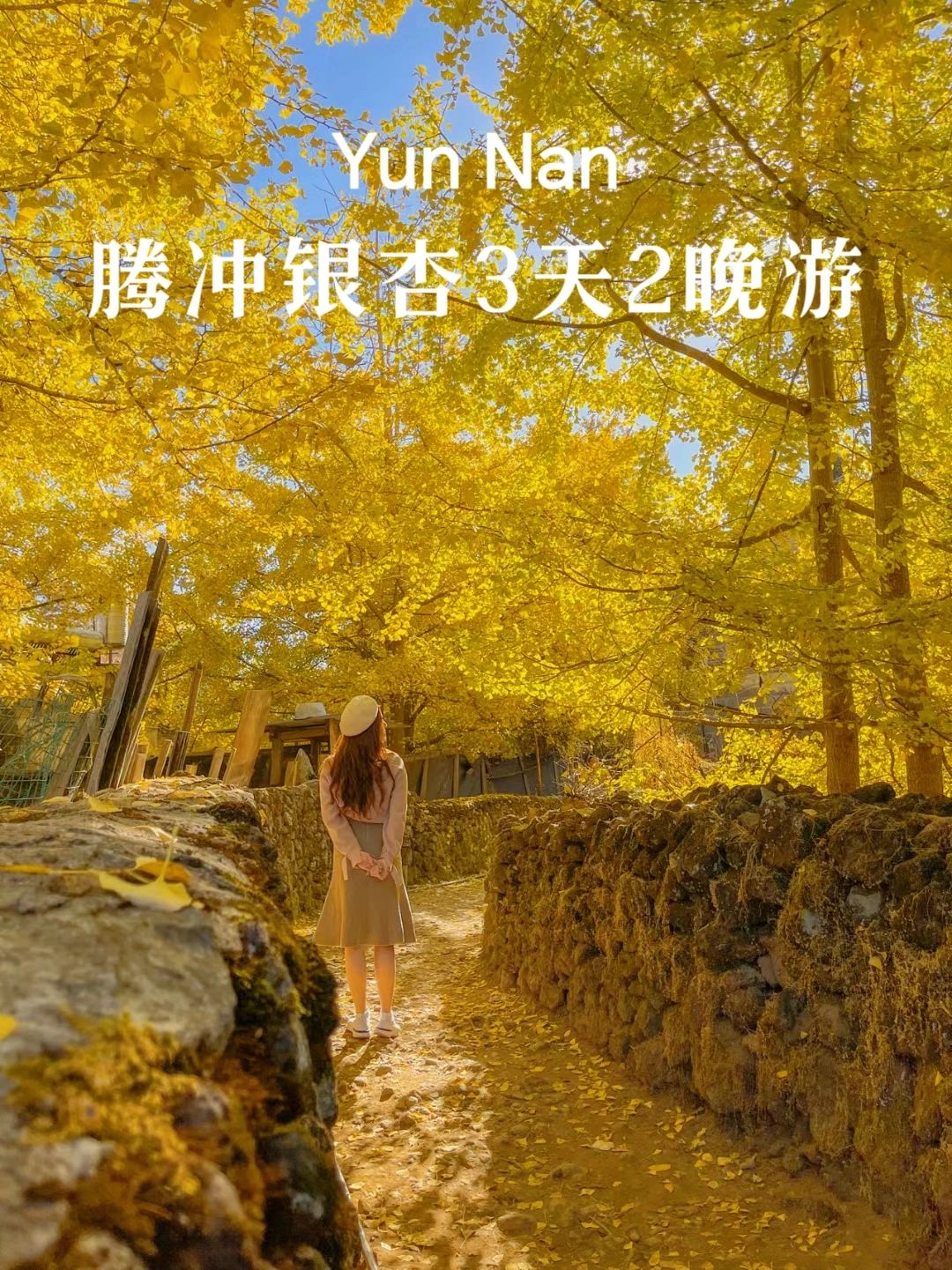 云南腾冲银杏村的晚秋太美了，错过等一年