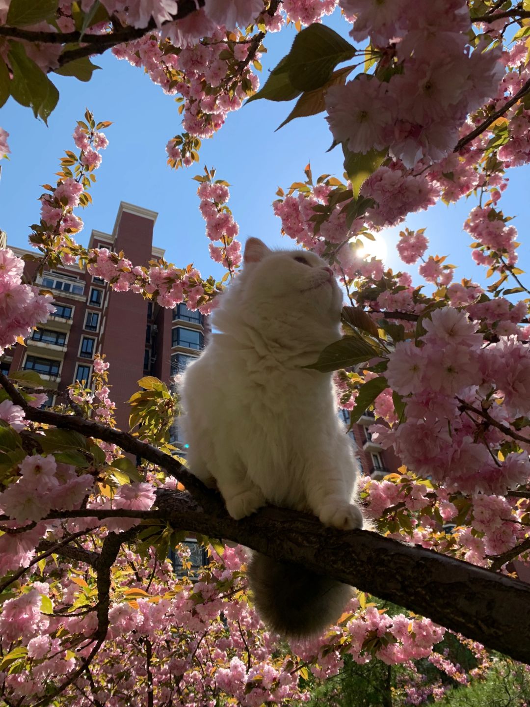 表演型猫格
猫面樱花相映红，小白就是小仙女。