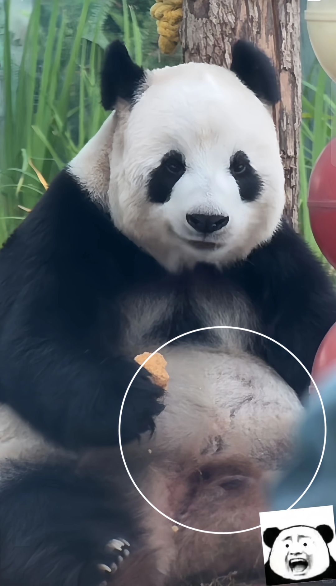 大连森林动物园的那只爱笑的胖熊猫
瞅瞅这隆起来的圆滚滚的大肚子
和这漏下来的大脸