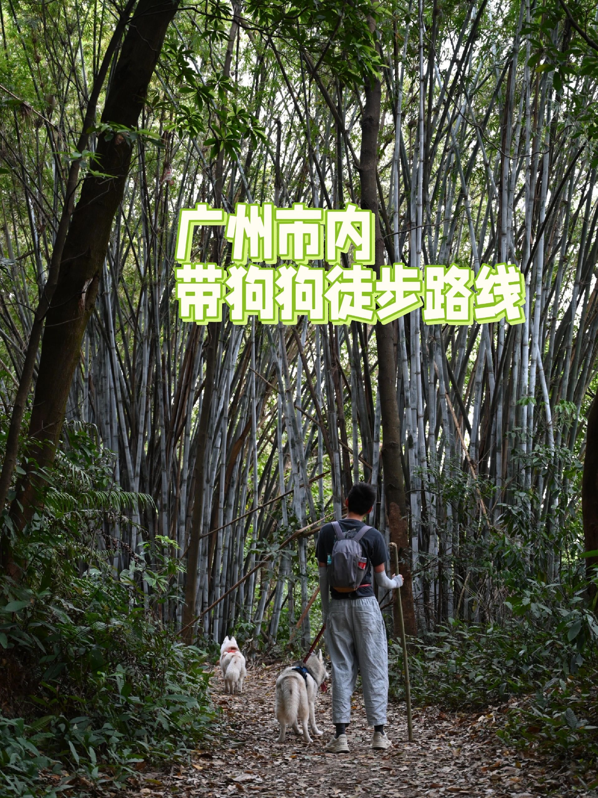 广州超近轻松徒步小森林