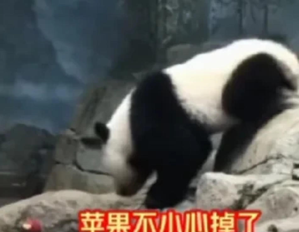 小奇迹最小打工仔，一个小小的苹果都不舍得吃完

小奇迹最小打工仔
小小年纪就努力
