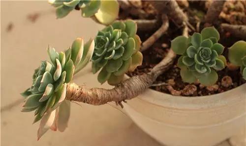 





多肉长气根，要注意，否则后悔都来不及

气根，是长在植物茎部，暴露在