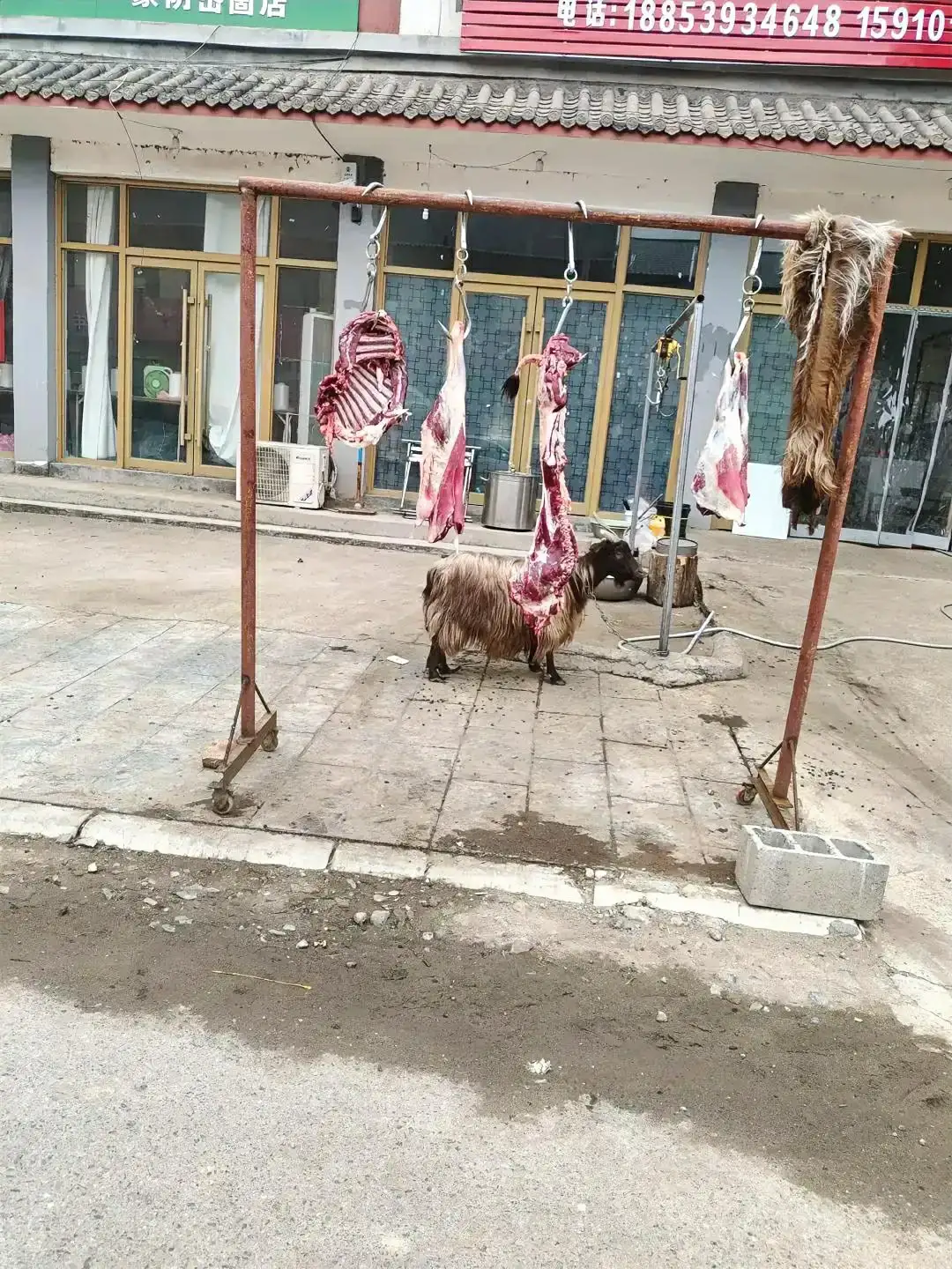 求小羊的心里阴影，此时此刻它在想什么？

