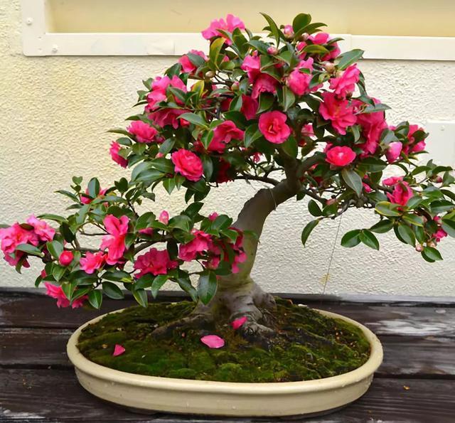 






茶花的叶子四季都保持翠绿，花朵优雅华贵
说起茶花，想必花友们都知道