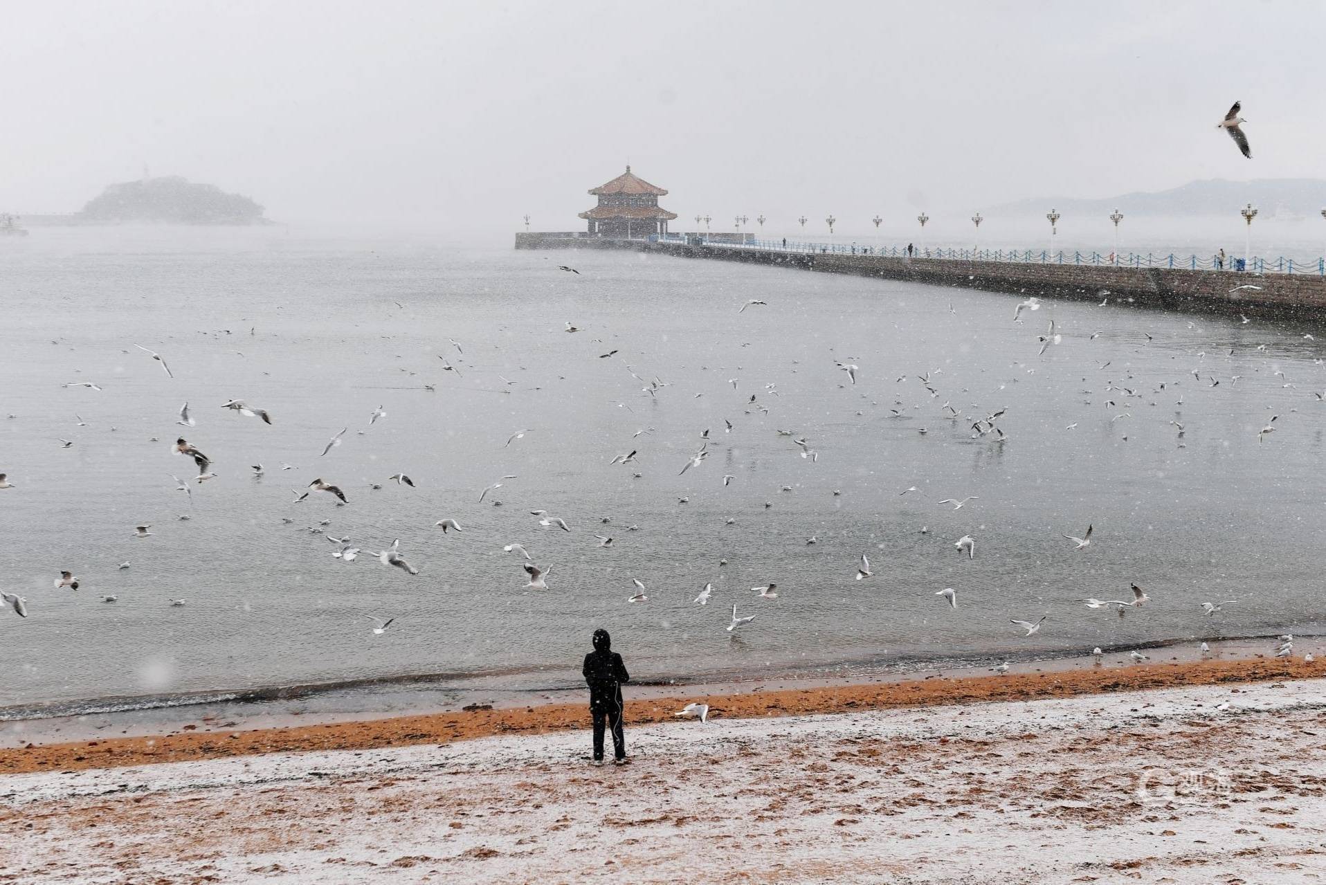 青岛栈桥：雪花飞舞 海鸥翩跹