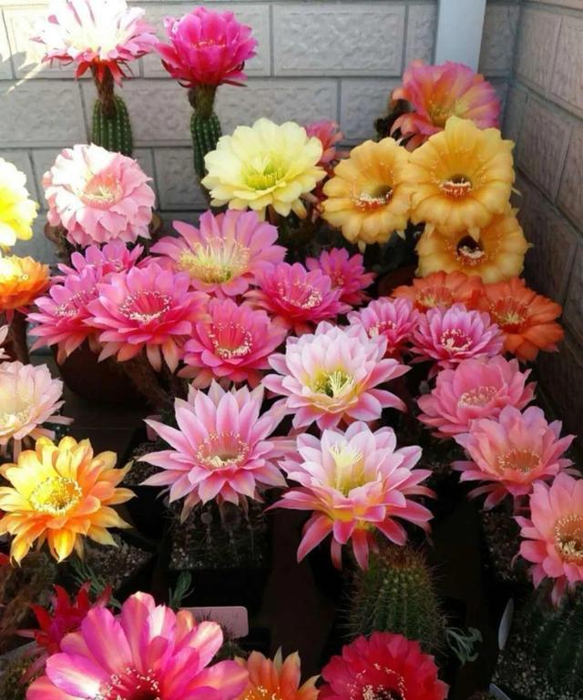 





仙人球十分养好，喜欢养花的人，大多都知道，只要不多浇水，是一种死不了