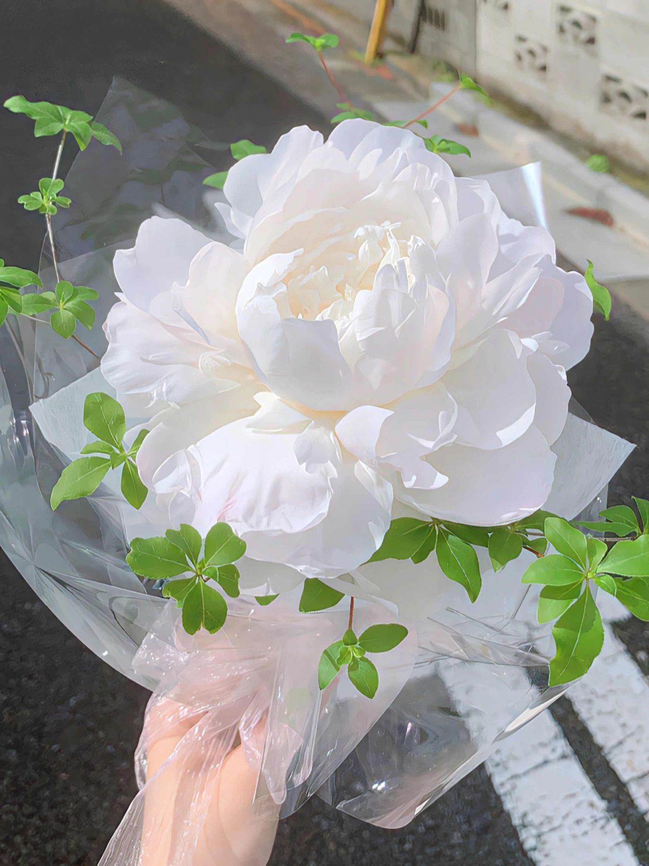 芍药#花语大全#