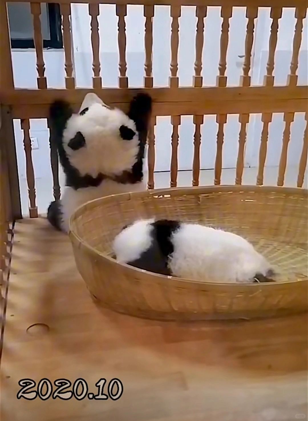 小时候的花宝叽，真的好可爱啊
软软糯糯，萌喜ee啦