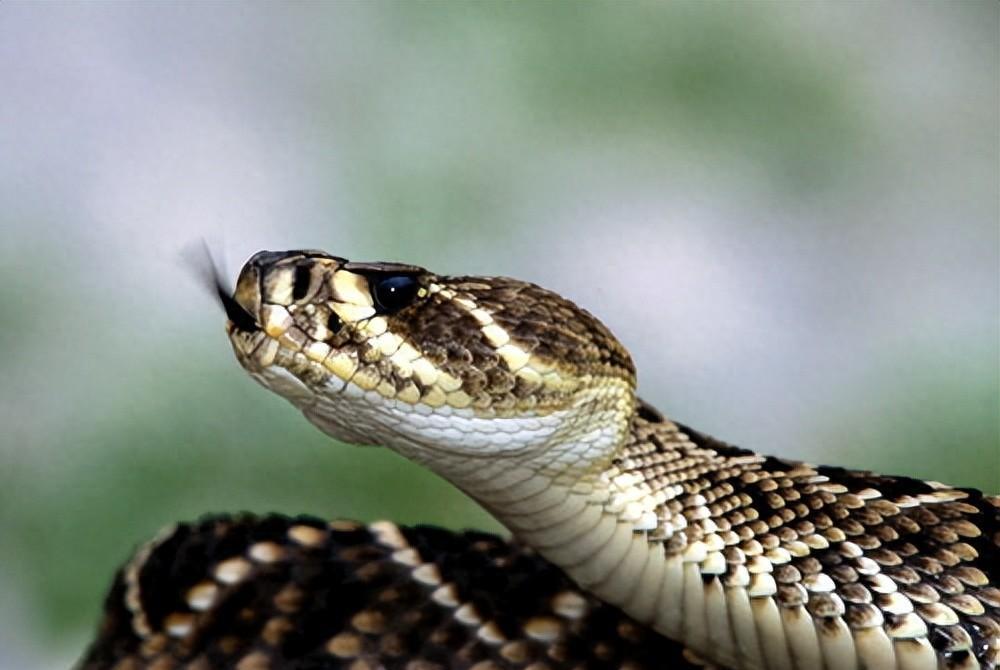 辽宁农户家中女子睡觉时, 大蛇悄无声息的钻进被窝, 瞬间被惊醒了!