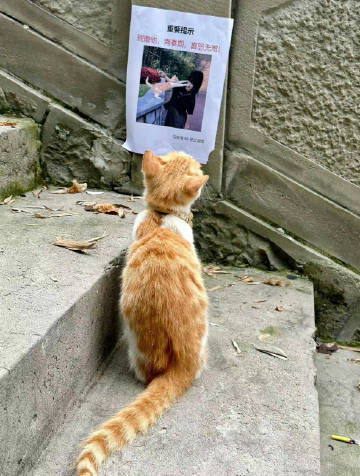 猫学长表示看不懂捏 