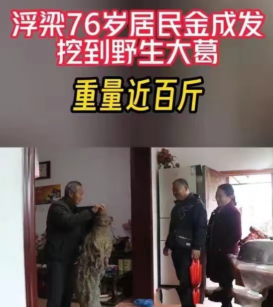 罕见！一株近百斤的“亚洲人参”被发现。江西景德镇，一老人在家附近的山上，以外发现