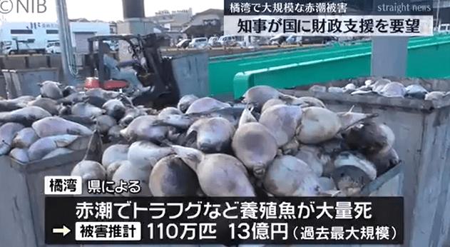 【日本长崎百万条养殖鱼死亡，当地公布原因】

根据日本长崎县政府9月6号消息，今