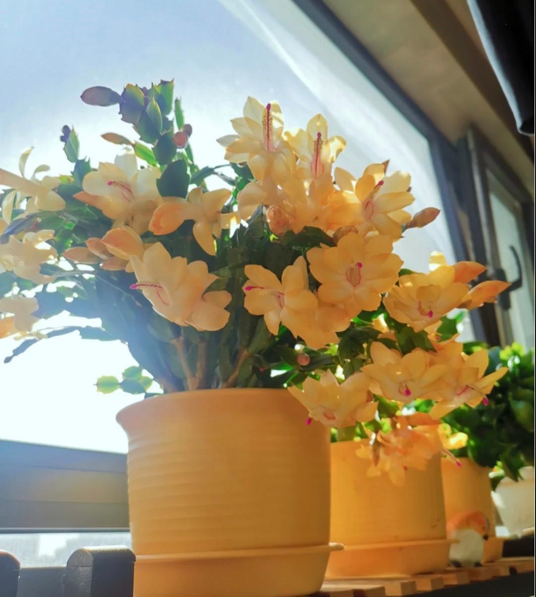 好温暖的“黄金”蟹爪兰，你喜欢吗？
黄金蟹爪兰，开花勤奋，一茬花可以持续开20-