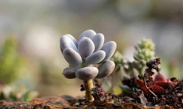 





多肉养出状态，也能呈现“姹紫嫣红”的美
多肉的品种有很多，它的美不像