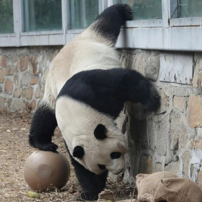 闪亮登场真*功夫熊猫萌兰