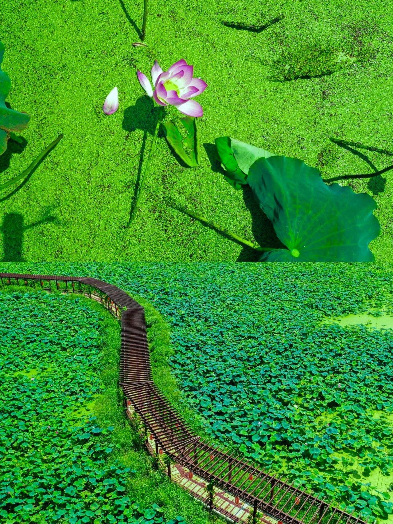 南京｜赏荷？快去这里看万亩荷塘