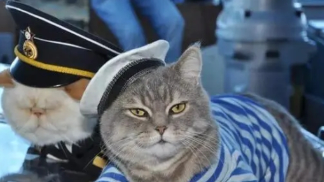 航母上鼠患成灾，美军使出浑身解数也无法消灭，最后只能靠养猫灭鼠，结果猫咪和老鼠反