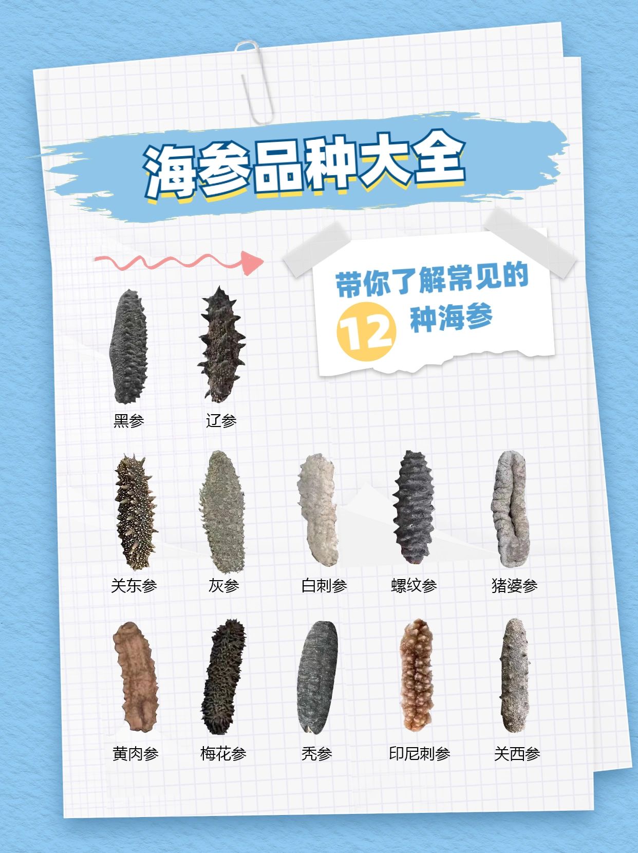 海参品种大全#海参种类#