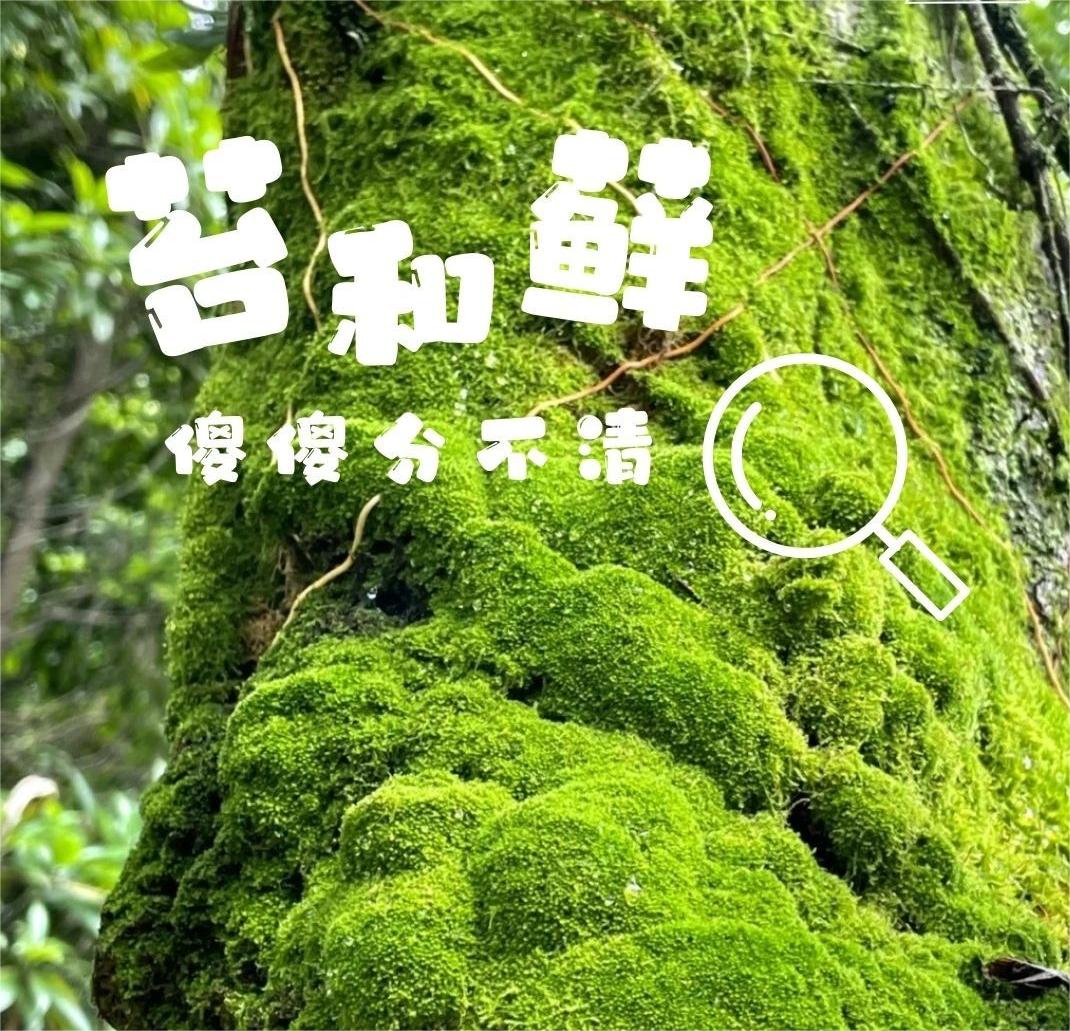 苔和藓的区别#苔藓和青苔的区别#