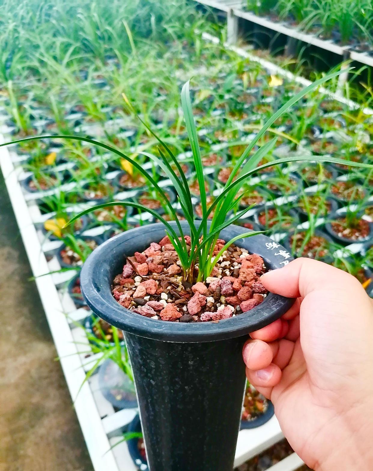 春兰传统名品杨氏素荷，传承下来的经典品种
春兰杨氏素荷，春兰传统铭品，开荷形素花