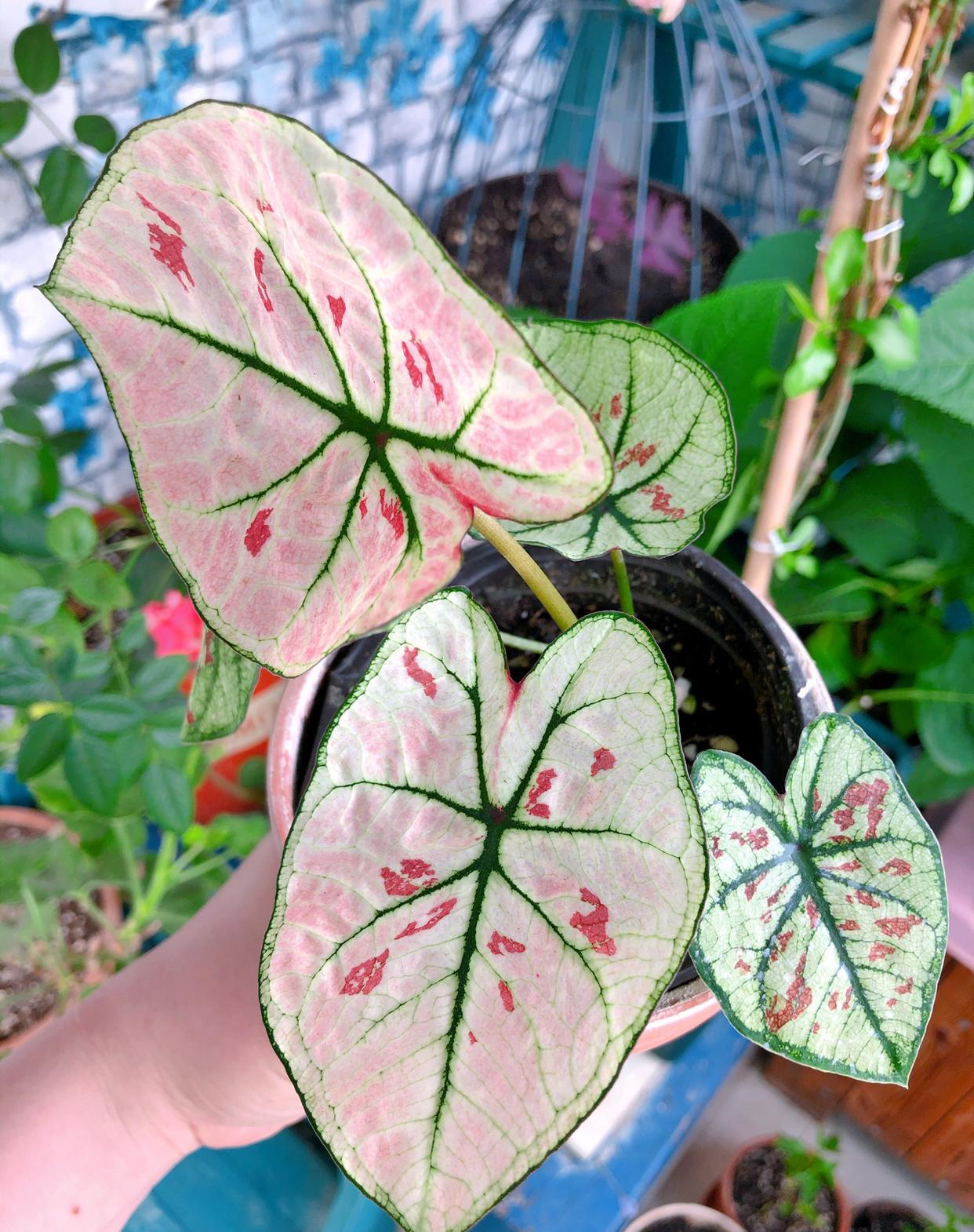 






小茜非常喜欢彩叶芋，它的美可以震撼到我(〃'▽'〃)
虽说它是属于