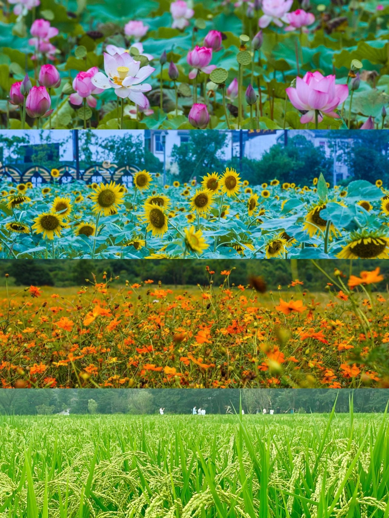 南京｜夏末赏花！各村绝美花田大合集