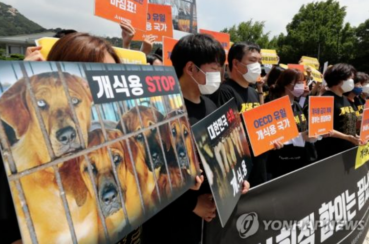 今天是挺狗派的大日子。首尔，韩国国会正式通过禁食狗肉的法案。 ​​​吃狗坐牢3年