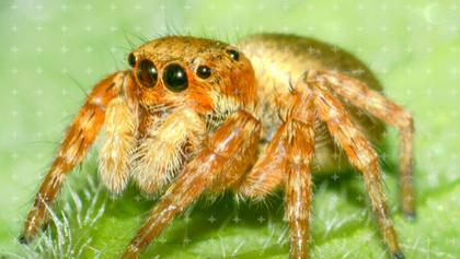 想养一只蜘蛛，需要准备什么？它认主人吗？