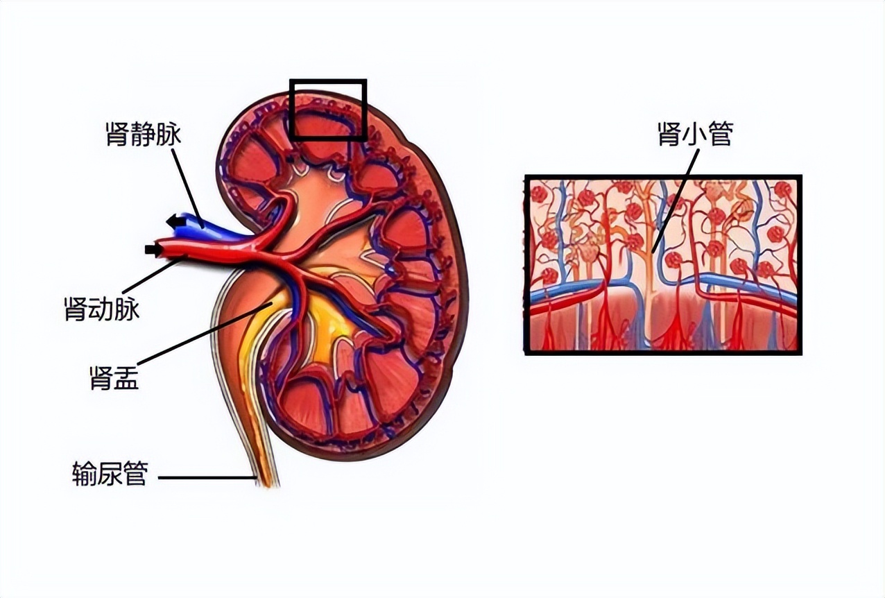 今天, 我们学习较少见的肾小管知识, 建议医生收藏