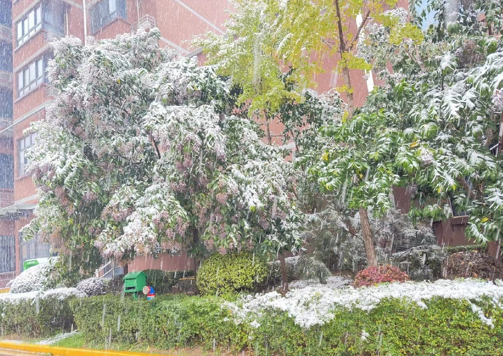 这场雪落的让人猝不及防🙉就算冷也不要忘记赏雪