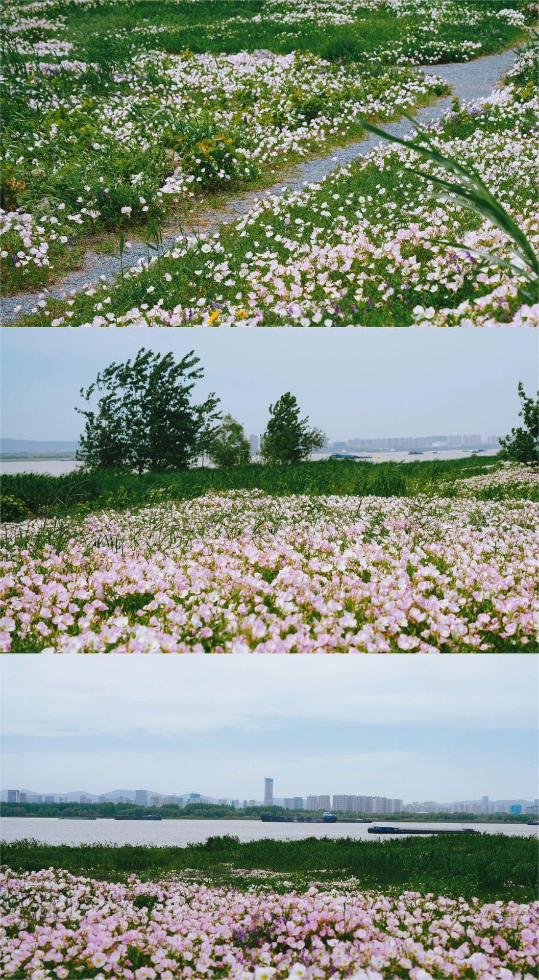 发现南京月见草花海‼️无人秘境附路线图