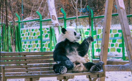 雪花飘落龙江黑大地，满山坡上银装素裹，就连可爱的大熊猫都在赏雪、南方的游客不远千