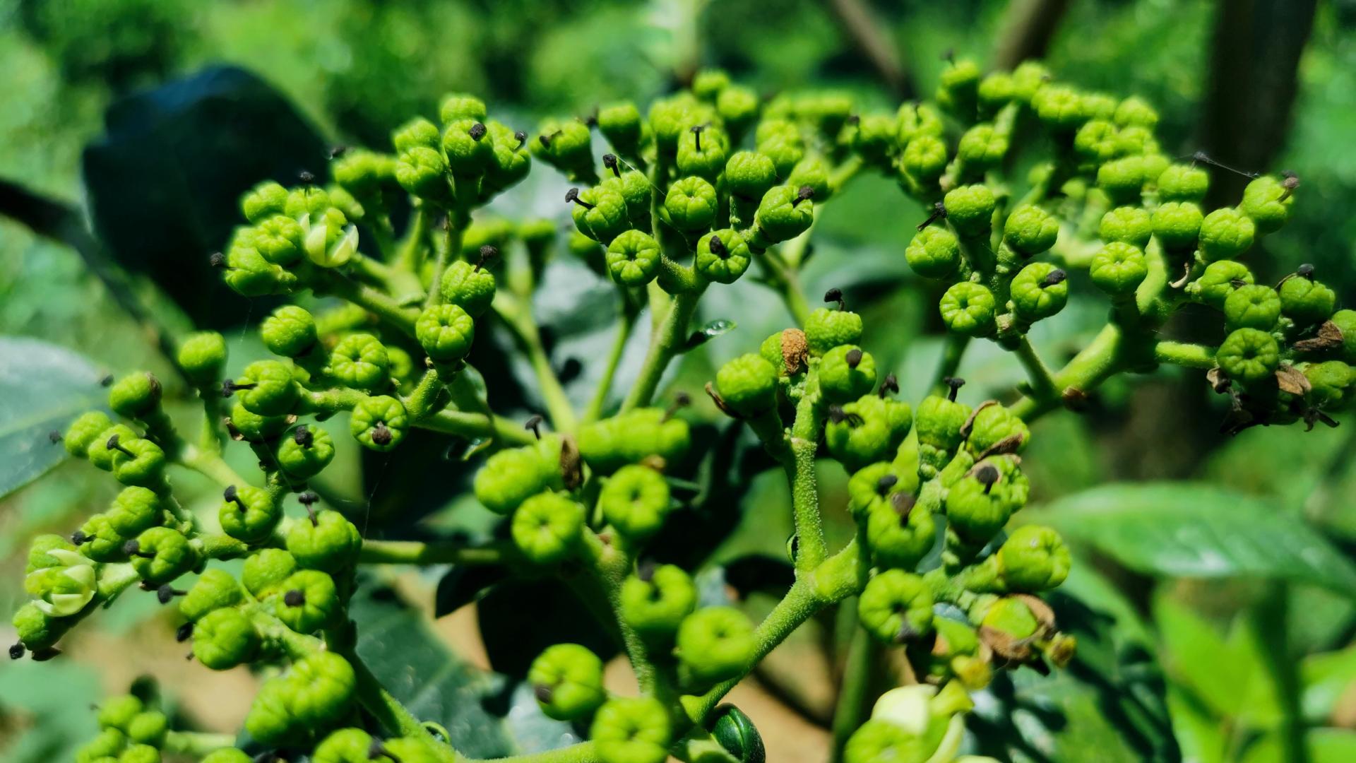 《每天认识一味中药》——吴茱萸
