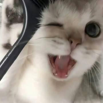 糊糊小猫^ ̳ᴗ  ̫ ᴗ ̳^ ​
