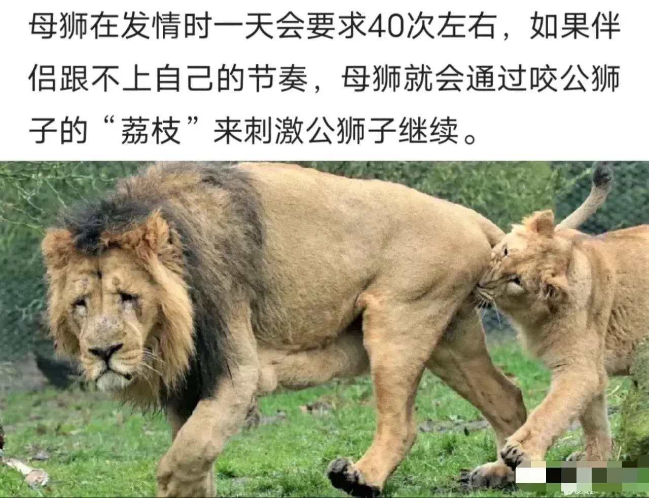 看看雄狮，生无可恋的样子[捂脸]
