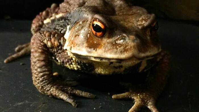 民间故事：星蟾