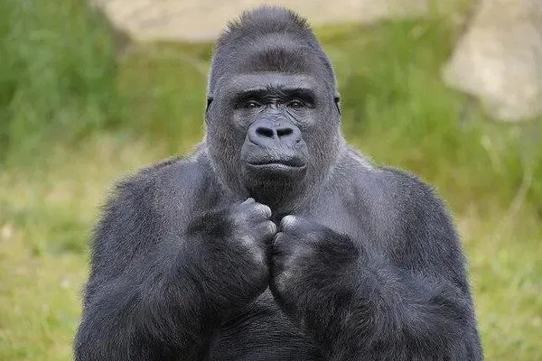 1988年，22岁的拳王泰森，逛动物园时给了饲养员一万美金，让他把栅栏打开，自己