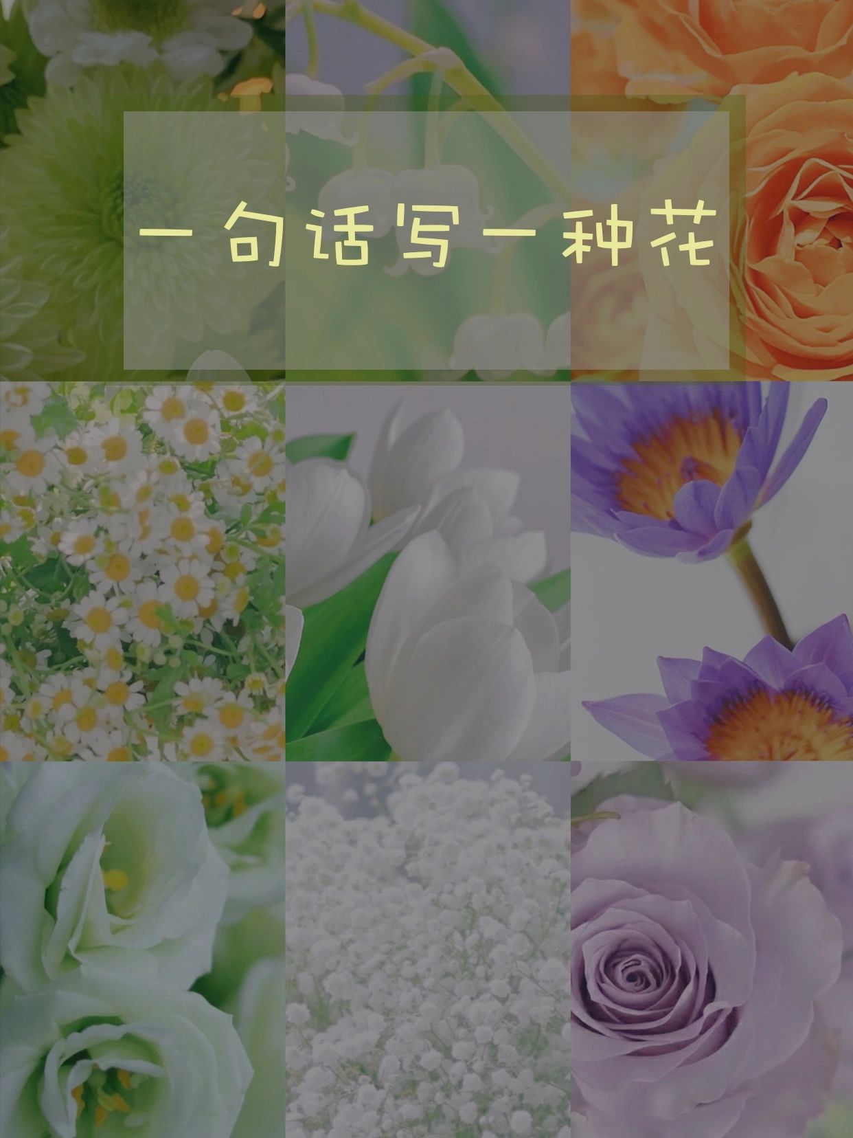 试试用一句话写一种花#郁金香花语#