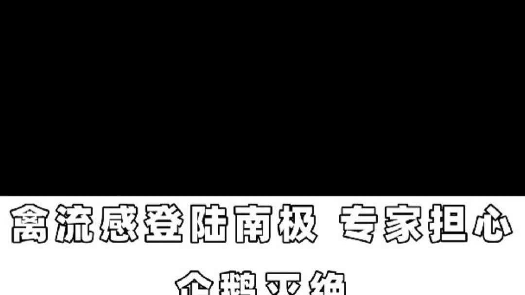 禽流感登陆南极专家担心企鹅灭绝