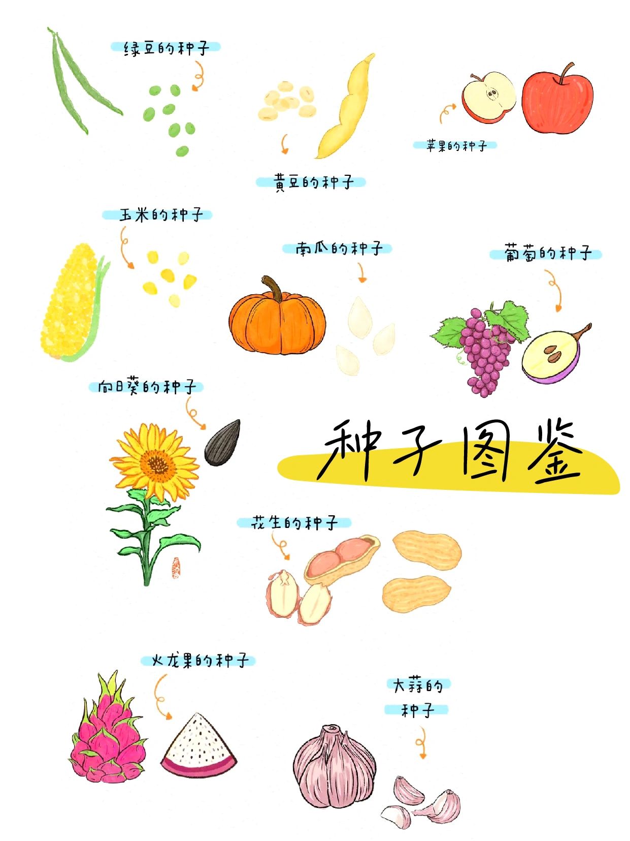 这些种子是什么样子#各种蔬菜种子的样子#