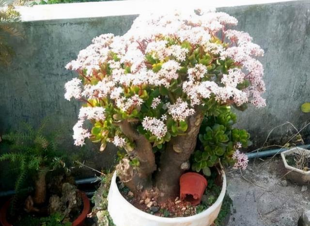 






玉树是一中多浆植物，叶片肥厚，温润如玉，枝干生长久了，能变成木质化
