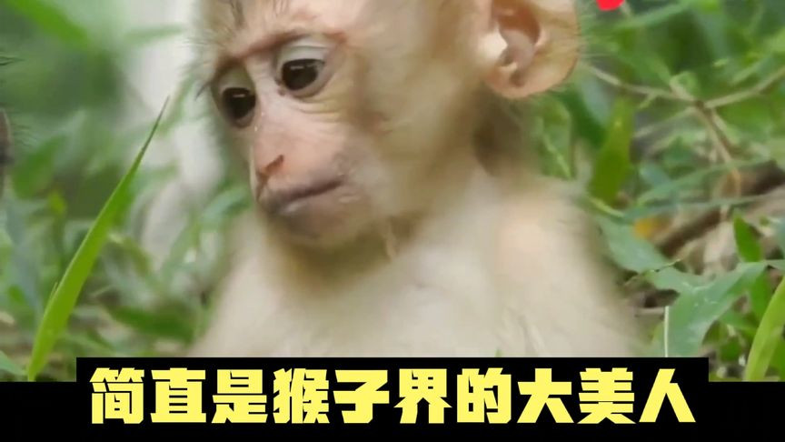 这只猴子太招人喜欢了