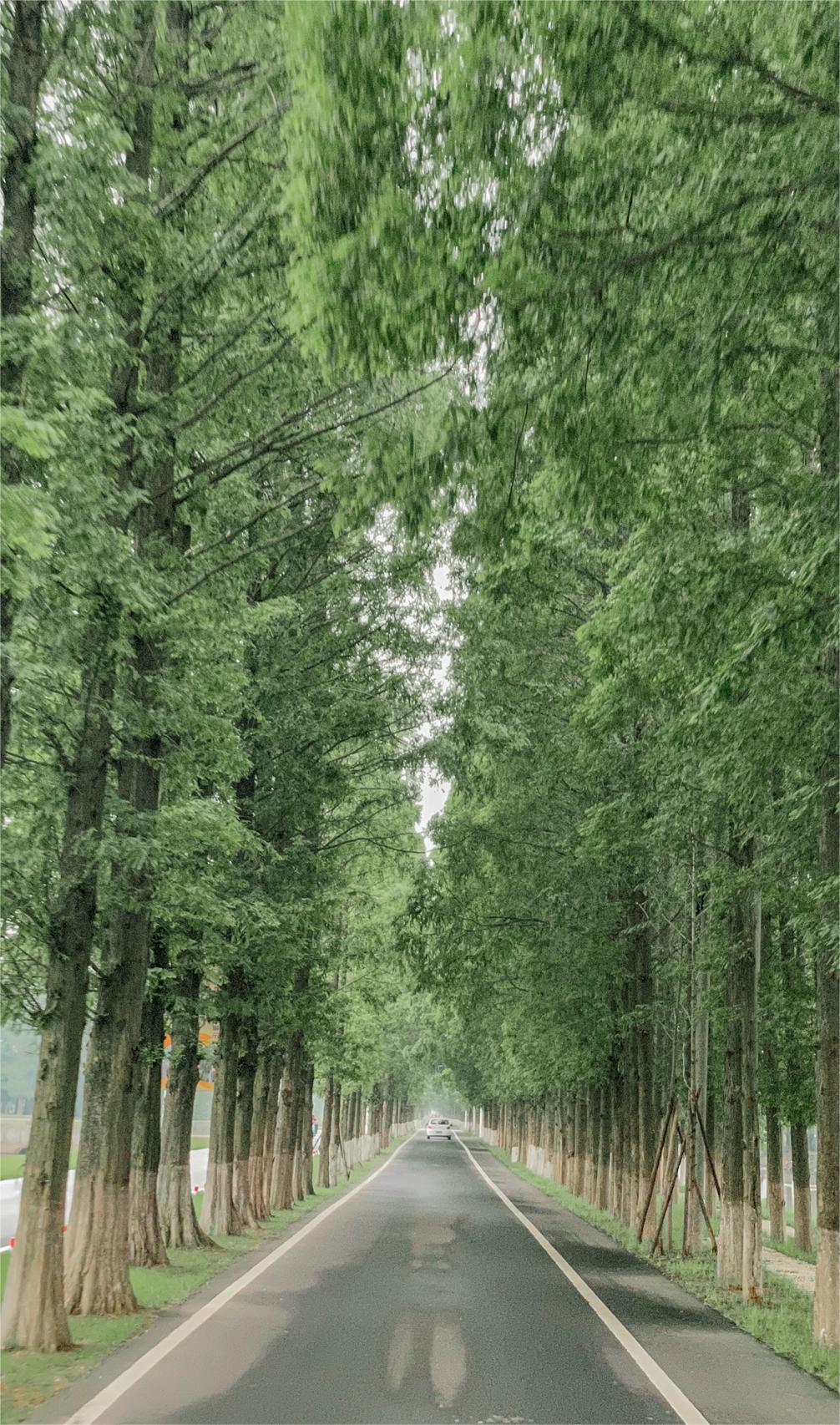 南京-高淳｜自驾1.5h千亩花海正在盛开